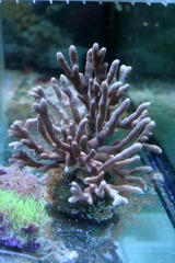 Killikus&reg; Fotographie